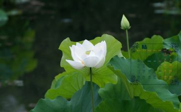 幼儿园小班6月月计划7篇
