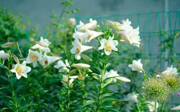百合花读后感8篇