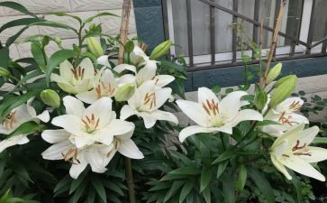 读百合花读后感8篇