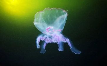 嘉和生物工作总结5篇