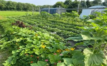 2024年蔬菜工作计划8篇
