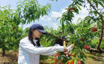 采摘节活动方案5篇
