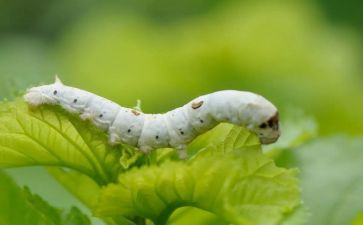 有关蚕的教案推荐8篇