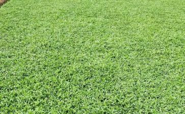稻草教案8篇