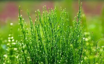 草房子阅读后感优秀5篇
