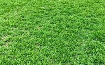 小草的优秀作文参考6篇