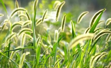 花和草的故事300字作文优质5篇