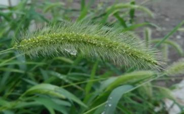 花和草的故事300字作文通用7篇