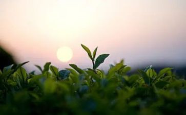 茶工作总结范文7篇