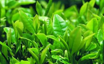 茶艺培训心得体会7篇
