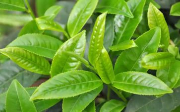 以茶为题的作文通用6篇