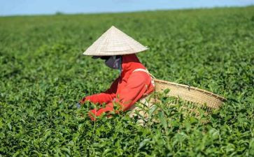 关于茶活动的总结7篇