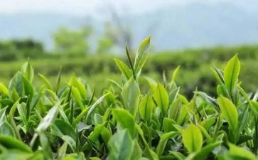 公司茶话会活动策划5篇