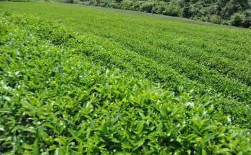 采茶优秀作文6篇