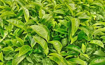 茶和生活工作总结精选8篇