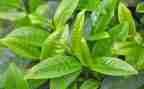 茶活动策划总结6篇
