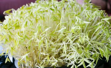 生豆芽炒豆芽作文5篇