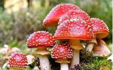 全民禁毒月活动总结6篇
