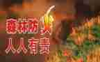 森防火工作总结精选8篇