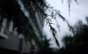 风雨后是彩虹作文参考5篇