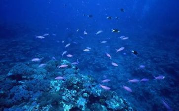 海底的鱼教案最新5篇