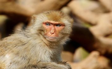 小猴子幼儿教案7篇