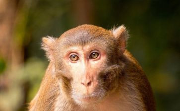 小猴买0教案模板6篇