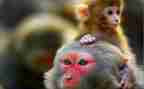 幼儿园大班狗和猴教案反思5篇