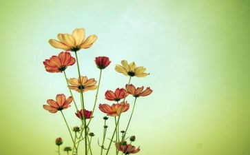 放烟花爆竹的作文8篇