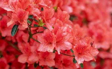 我爱花，作文模板5篇