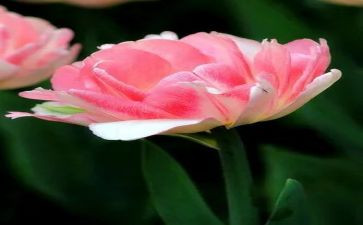 花艺师的工作个人总结8篇