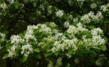 小雪花幼儿园小班教案5篇