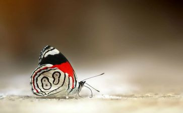 音乐蝴蝶花教案5篇