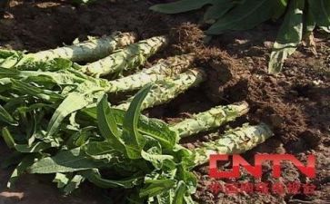 技术部年终总结范文8篇
