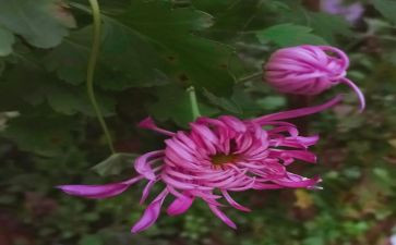 菊与刀读后感800字6篇