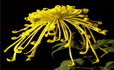 菊与刀读书心得体会模板5篇