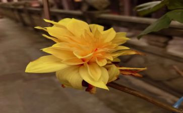 看菊花作文300字作文6篇