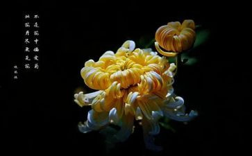 菊与刀读后感2000字模板8篇