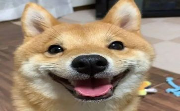 我开心作文500字最新5篇