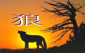 关于《狼》的作文模板7篇