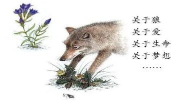 狼王梦读后感范文400字6篇