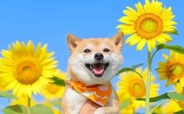 幼儿园大班音乐教案模板7篇