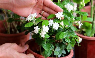 小茉莉读后感5篇