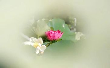 莲蓬的作文8篇