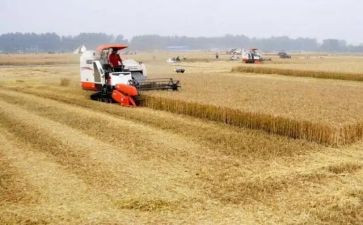 2023年粮食工作总结5篇