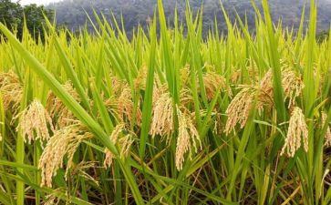 关节约粮食的演讲稿优质8篇
