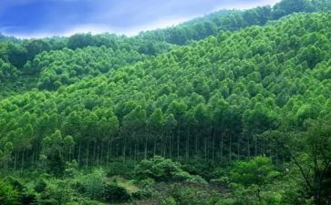 林业站个人总结范文8篇