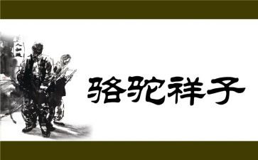 骆驼读后感800字推荐7篇