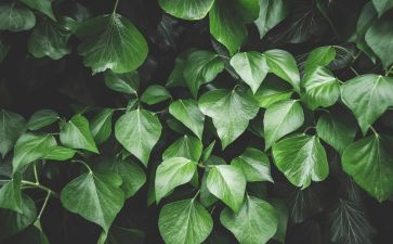 绿植领养活动活动总结5篇