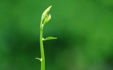 绿色环保活动总结8篇